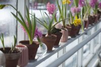 Bilden visar blommor som odlas i ett växthus. Med ett växthus kan du odla ekologiska grönsaker och driva upp dina växter på ett skonsamt sätt. Renoveringar av uterum och växthus kan nu enkelt ske med kanalplast och polykarbonatskivor.